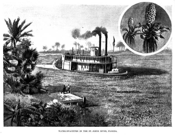 Florida river covered in hyacinth